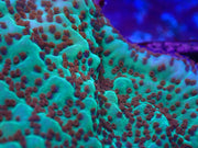 Jedi Mind Trick Montipora - Big Kahuna Tropical Fish
