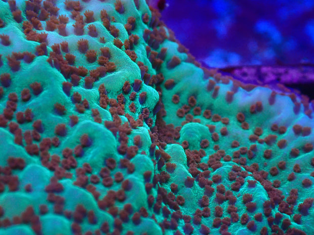 Jedi Mind Trick Montipora - Big Kahuna Tropical Fish