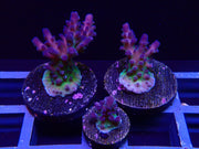 Madman Austera Acropora - Big Kahuna Tropical Fish