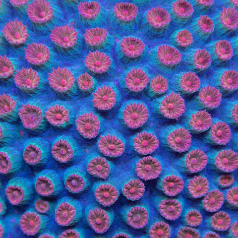 Shooting Meteor Shower Cyphastrea - Big Kahuna Tropical Fish