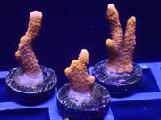 Orange Montipora Digitata - Big Kahuna Tropical Fish