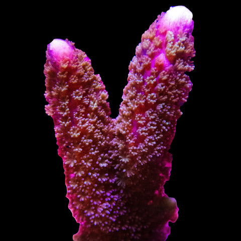 Purple Montipora Digitata - Big Kahuna Tropical Fish