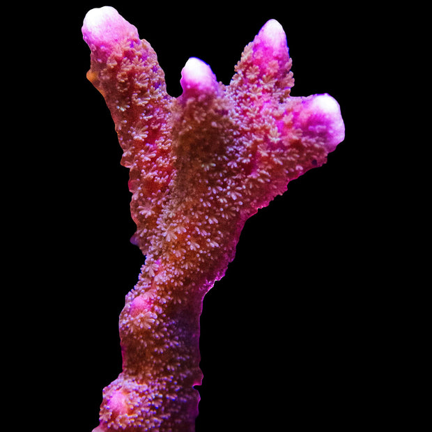 Purple Montipora Digitata - Big Kahuna Tropical Fish