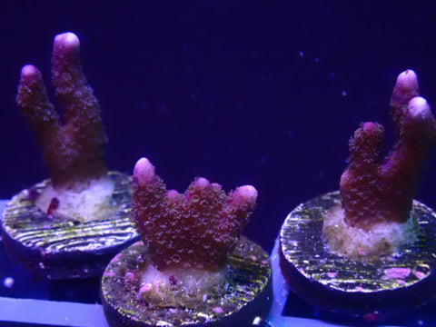 Purple Montipora Digitata - Big Kahuna Tropical Fish