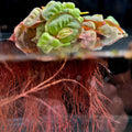 Red Root Floater (phyllanthus fluitans) - Big Kahuna Tropical Fish