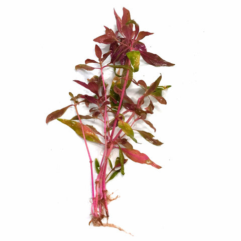 Scarlet Temple (Alternanthera reineckii) - Big Kahuna Tropical Fish