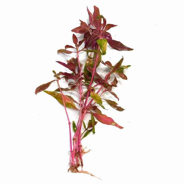Scarlet Temple (Alternanthera reineckii) - Big Kahuna Tropical Fish