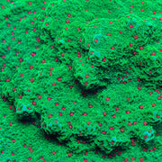 Seasons Greetings Montipora - Big Kahuna Tropical Fish