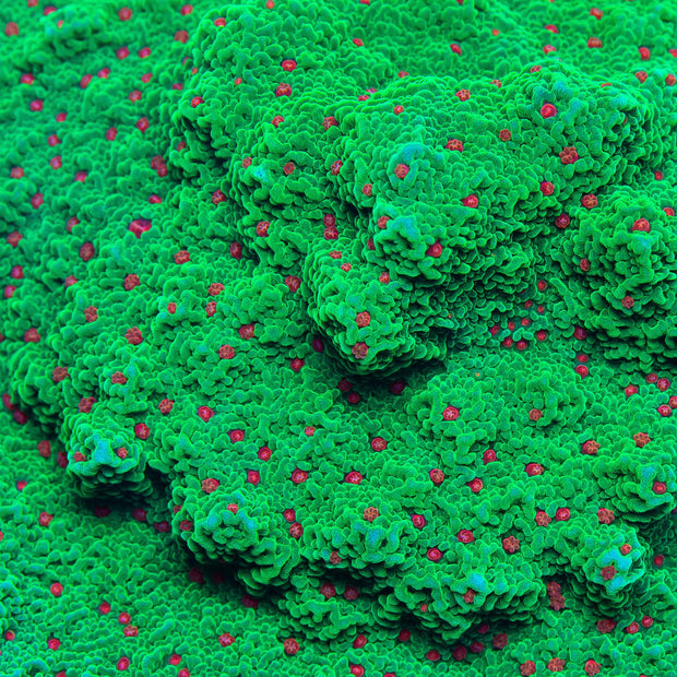 Seasons Greetings Montipora - Big Kahuna Tropical Fish