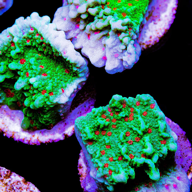 Seasons Greetings Montipora - Big Kahuna Tropical Fish