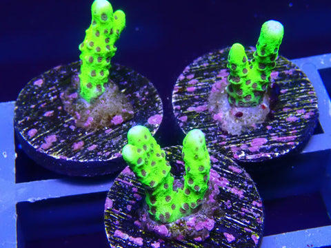 Slimeball Anacropora - Big Kahuna Tropical Fish