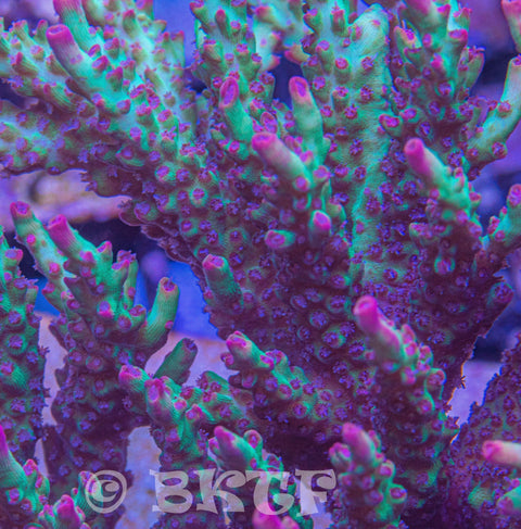 Strawberry Limeade Acropora - Big Kahuna Tropical Fish