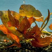 Tiger Lotus Bulb - Big Kahuna Tropical Fish