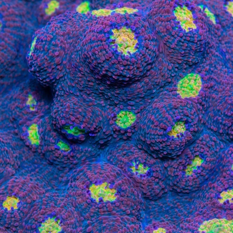 Very Berry Watermelon Chalice - Big Kahuna Tropical Fish