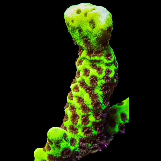 World Wide Corals Slimeball - Big Kahuna Tropical Fish
