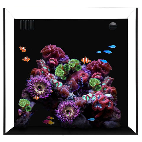 WATERBOX 20 CUBE - STARPHIRE GLASS 20 GALLON AQUARIUM - Big Kahuna Tropical Fish
