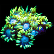 Yellow Tip Goniopora Frag - Big Kahuna Tropical Fish