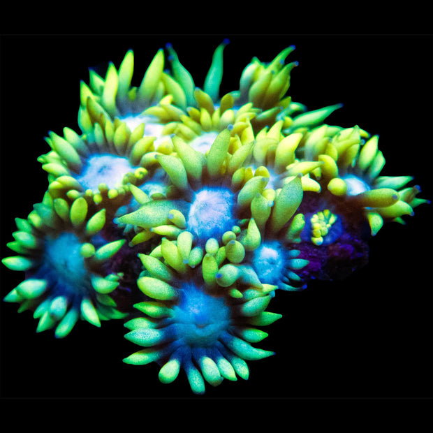Yellow Tip Goniopora Frag - Big Kahuna Tropical Fish