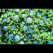 Yellow Tip Goniopora Frag - Big Kahuna Tropical Fish