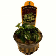 Anubias nana petite pot (Anubias barteri var nana petite) - Big Kahuna Tropical Fish