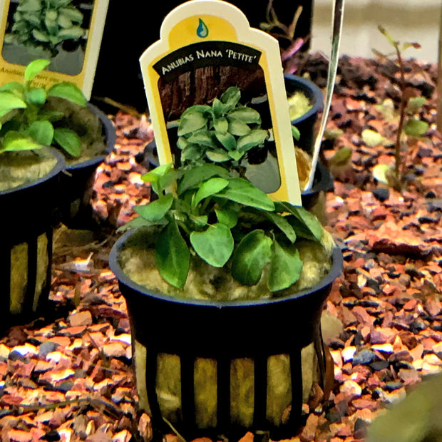 Anubias nana petite pot (Anubias barteri var nana petite) - Big Kahuna Tropical Fish