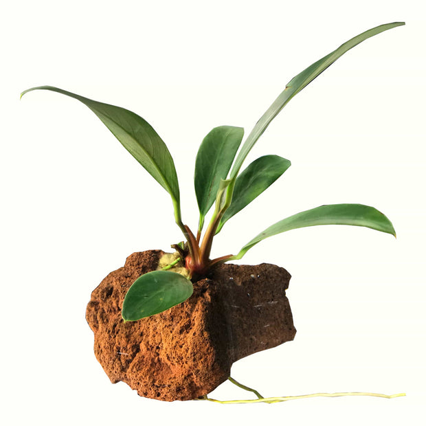 Anubias on Lava Rock - Big Kahuna Tropical Fish