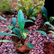 Anubias on Lava Rock - Big Kahuna Tropical Fish