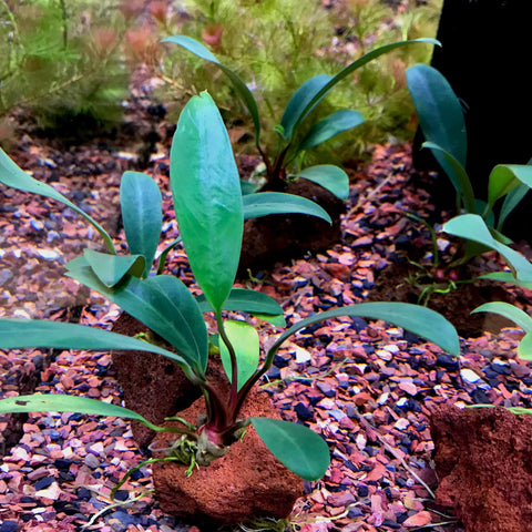 Anubias on Lava Rock - Big Kahuna Tropical Fish