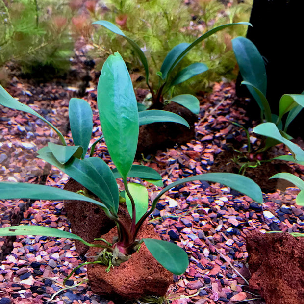 Anubias on Lava Rock - Big Kahuna Tropical Fish