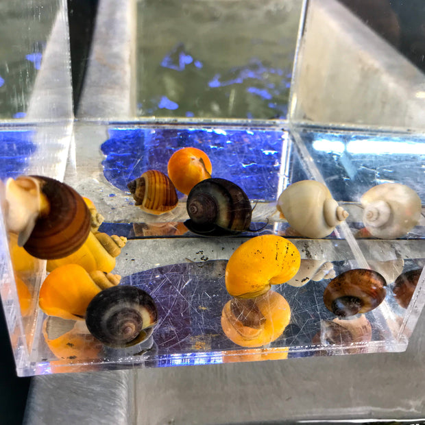 Assorted Mystery Snails (pomacea bridgesii) - Big Kahuna Tropical Fish