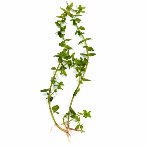 Bacopa Caroliniana - Big Kahuna Tropical Fish