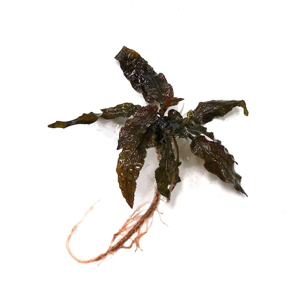 Cryptocoryne Wendtii Brown - Big Kahuna Tropical Fish