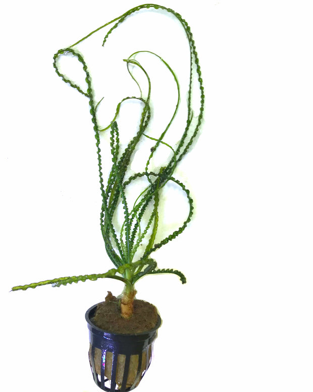 Potted Crinum Calamistratum - Big Kahuna Tropical Fish