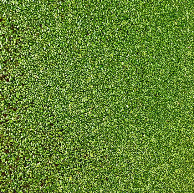 Duckweed (lemna minor) - Big Kahuna Tropical Fish