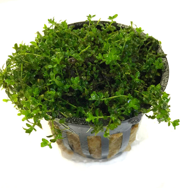 Potted Dwarf Baby Tears (Hemianthus callitrichoides) - Big Kahuna Tropical Fish