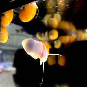 Gold Mystery Snails (pomacea bridgesii) - Big Kahuna Tropical Fish