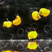 Gold Mystery Snails (pomacea bridgesii) - Big Kahuna Tropical Fish