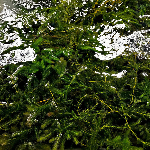 Hornwort Three Bunch Pack (Ceratophyllum demersum) - Big Kahuna Tropical Fish