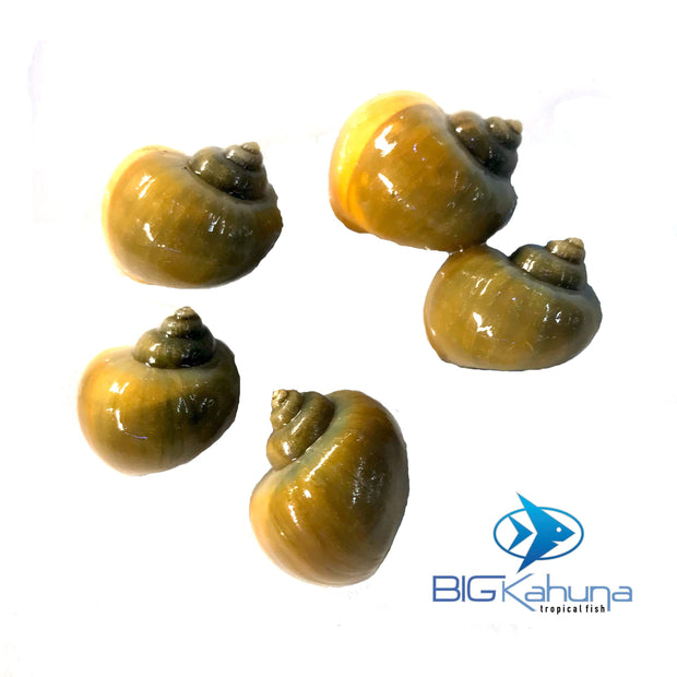 Jade Mystery Snails (pomacea bridgesii) - Big Kahuna Tropical Fish