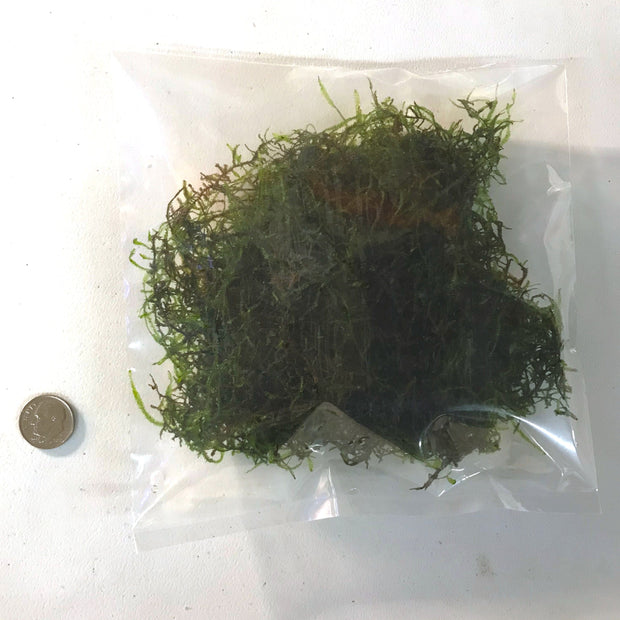 Java Moss (Vesicularia dubyana) - Big Kahuna Tropical Fish