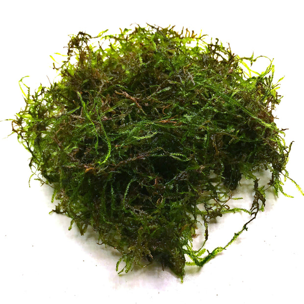 Java Moss (Vesicularia dubyana) - Big Kahuna Tropical Fish