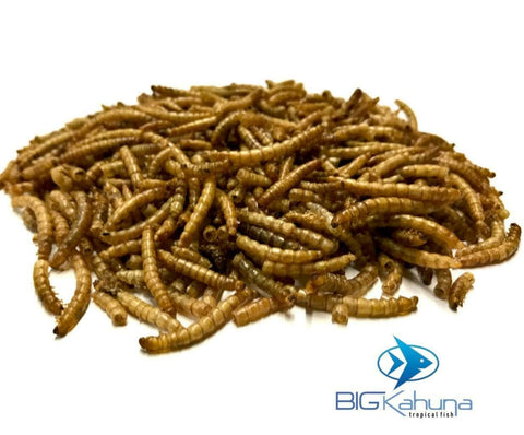 Big Kahuna Mealworms - Big Kahuna Tropical Fish