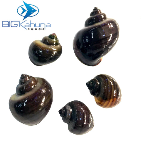 Dark Purple Mystery Snails (pomacea bridgesii) - Big Kahuna Tropical Fish