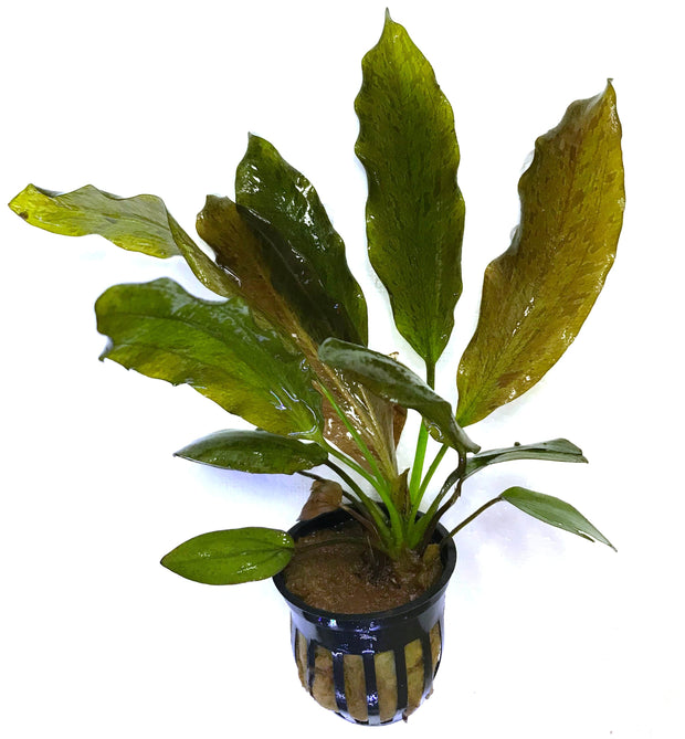 Potted Ozelot Red Sword - Big Kahuna Tropical Fish