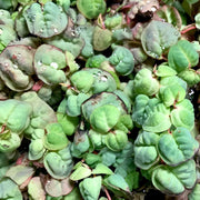 Red Root Floater (phyllanthus fluitans) - Big Kahuna Tropical Fish