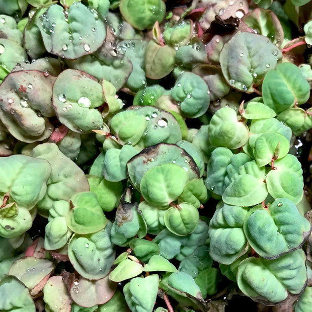 Red Root Floater (phyllanthus fluitans) - Big Kahuna Tropical Fish