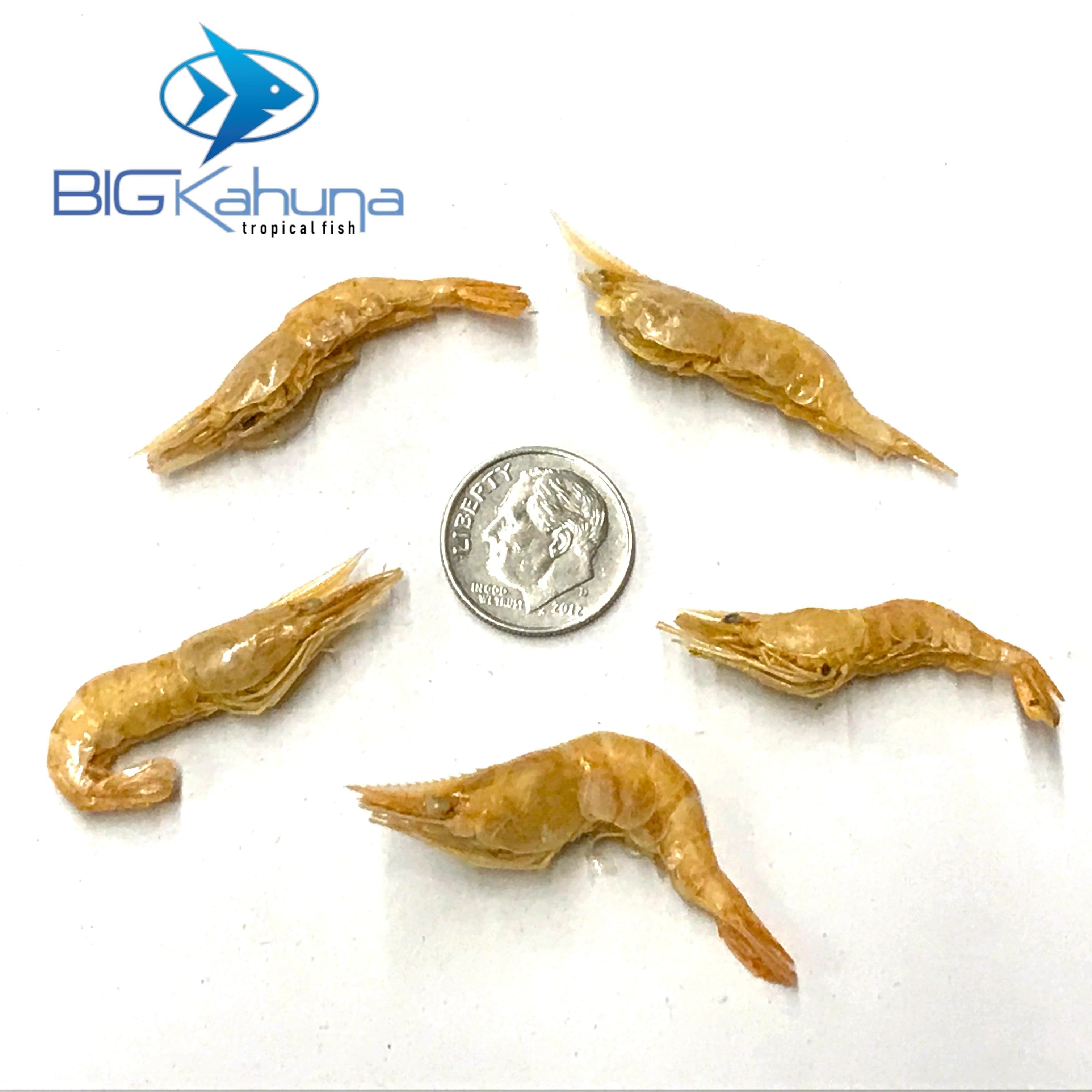 Big Kahuna Bulk Red Shrimp Freeze Dried River Shrimp 1/2"-1.5" - Big Kahuna Tropical Fish