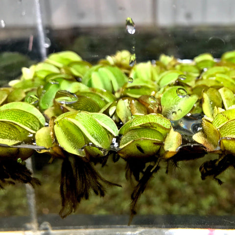 Salvinia (salvinia minima) - Big Kahuna Tropical Fish