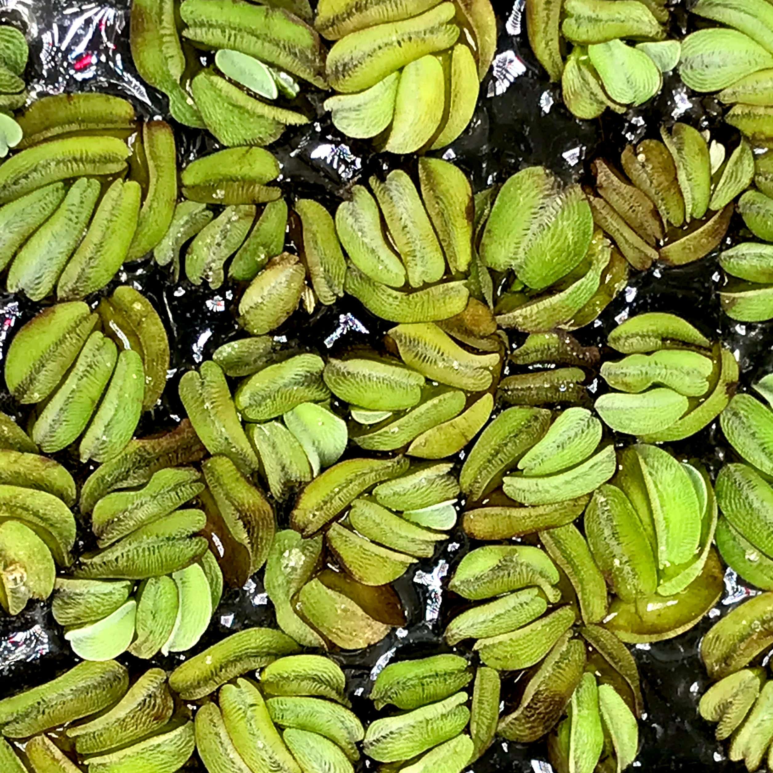 Salvinia (salvinia minima)