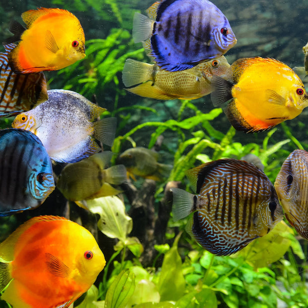 Big Kahuna Bulk Premium Discus Bits - Big Kahuna Tropical Fish